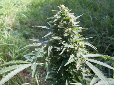 Dr_Greenthumb_-_Sweet_105.jpg